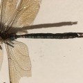 libelle 9, fotografie, 2023, 15x15cm